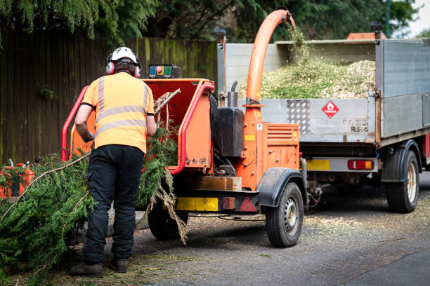 Best Tree Disease Treatment  in Anderson, SC